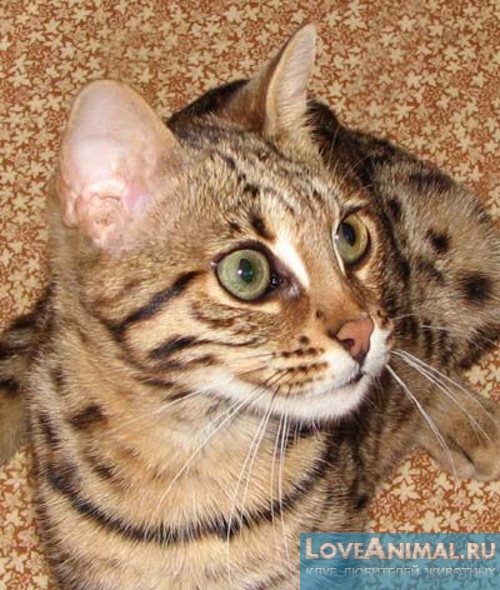 Воспалительные заболевания желудочно-кишечного тракта у кошек
