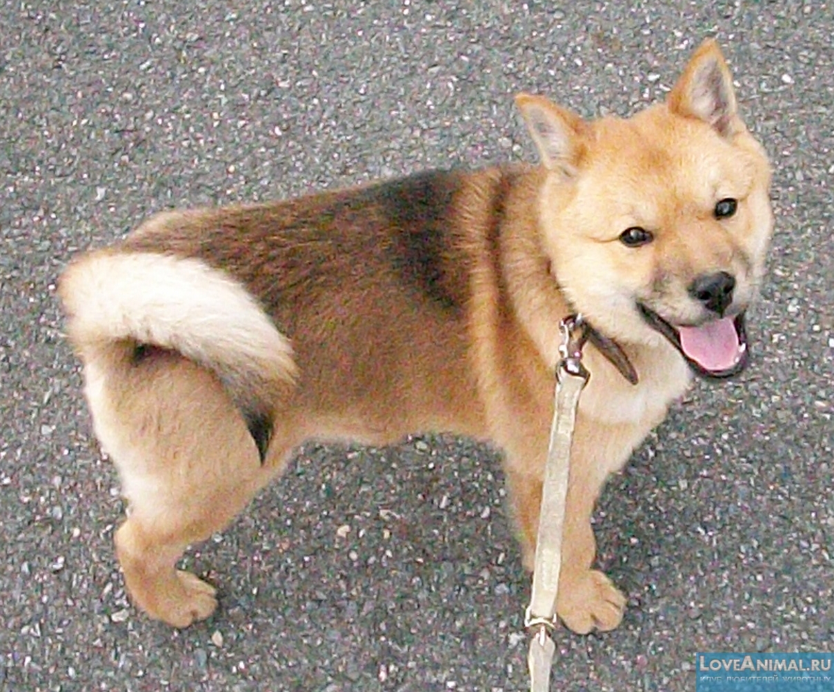 Собаки Хокайдо или айну. Описание с фото и видео