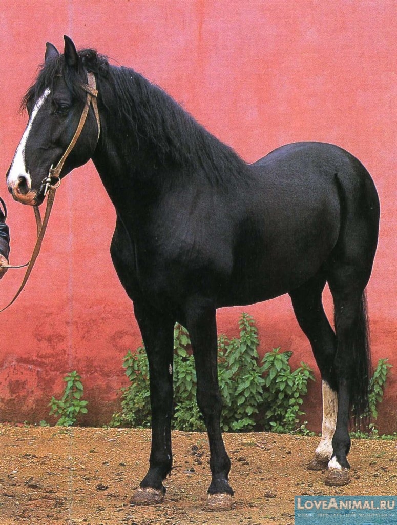 Берберийская лошадь, или бербер. Описание с фото и видео