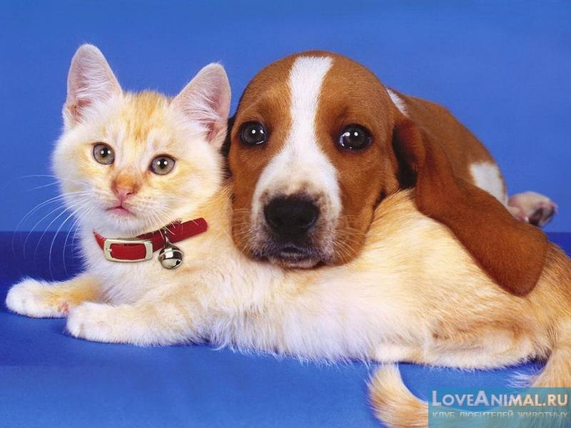 Туберкулез у собак и кошек