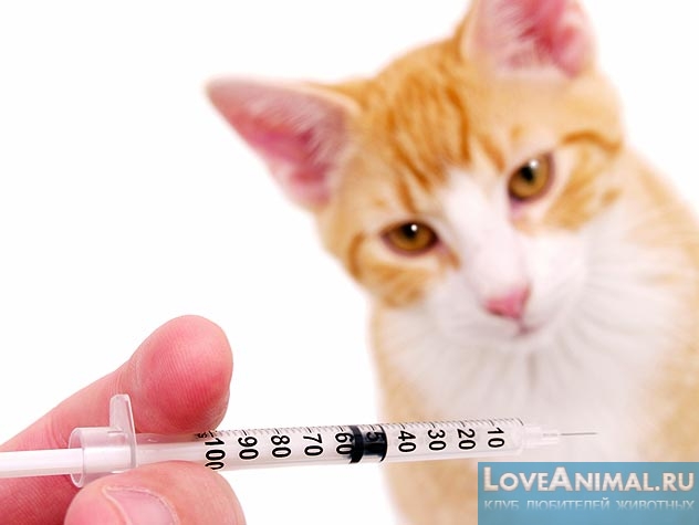 Бешенство у кошек. Опасна ли вакцинация?