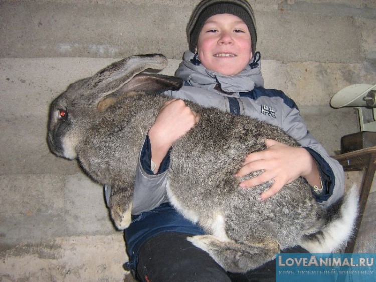 Мясное кролиководство: учимся правильно выращивать кролей