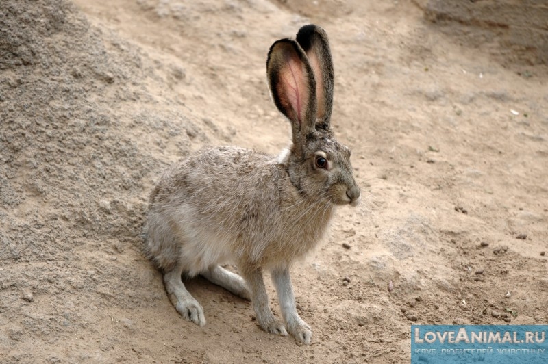 Редкий представитель зайцевых — речной кролик. Фото и видео