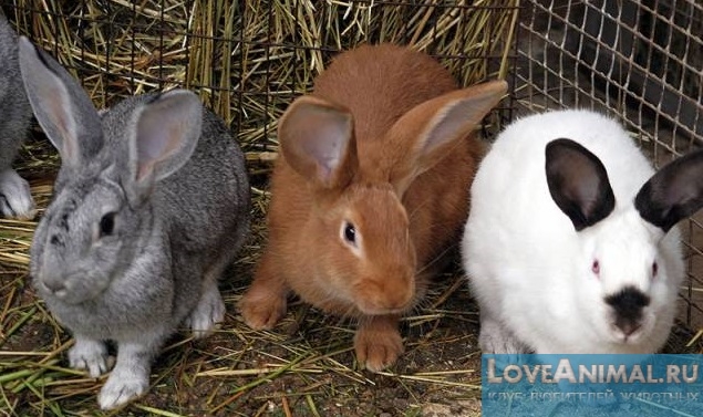 Популярные мясные породы кроликов. Описание с фото и видео