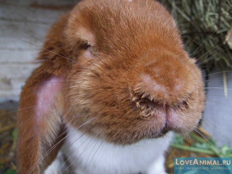 Насморк у кроликов: симптомы и правильное лечение