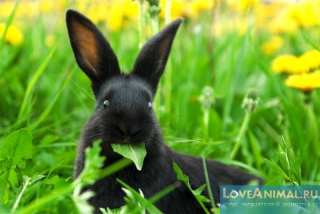 Вредная трава для декоративных кроликов