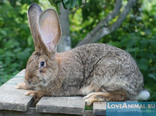Листериоз у кроликом. Симптомы и профилактика. Фото и видео