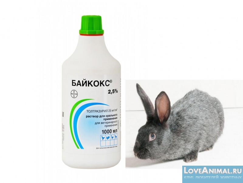 Байкокс для кроликов, борьба с кокцидиозом. Инструкция, фото, видео