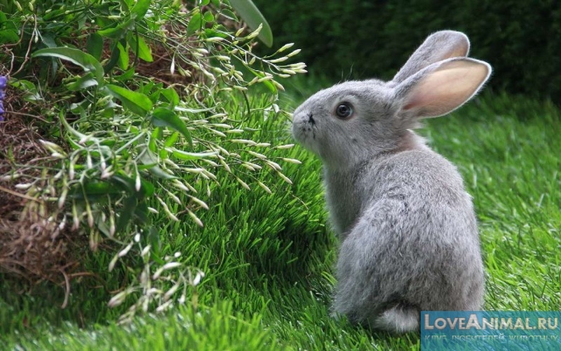 Молочай для кроликов: полезен или наносит вред?