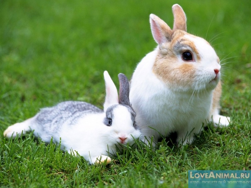 Забавные кролики и необычные факты о них
