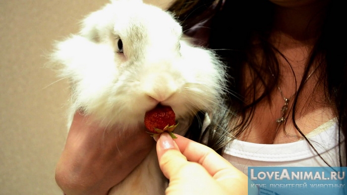 Правильно балуем кролика ягодами. Количество и противопоказания