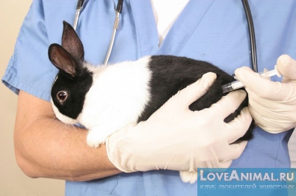 Правильная вакцинация кроликов. Прививки в раннем возрасте