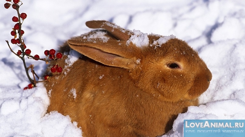 Разнообразие рыжих кроликов. Описание с фото и видео