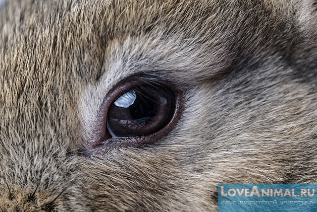 Болезни глаз у кроликов. Симптомы и лечение. Фото и видео