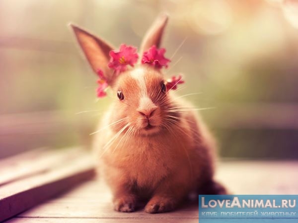 Такие необычные декоративные кролики: интересные факты. Фото и видео