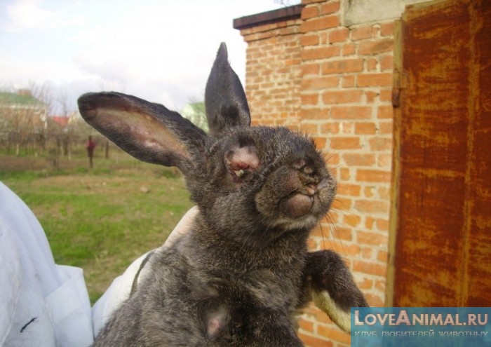 Миксоматоз у кроликов. Симптомы и лечение. Фото и видео