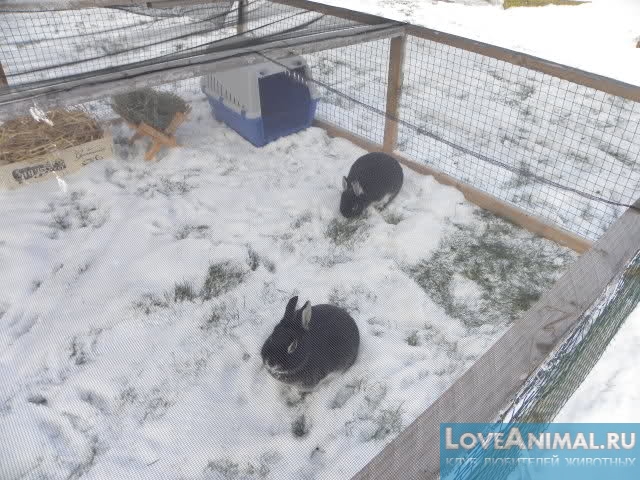 Содержание и разведение кроликов в зимний период