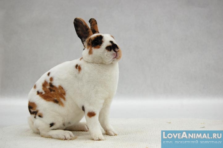 Кролики Рекс. Обзор породы с фото и видео