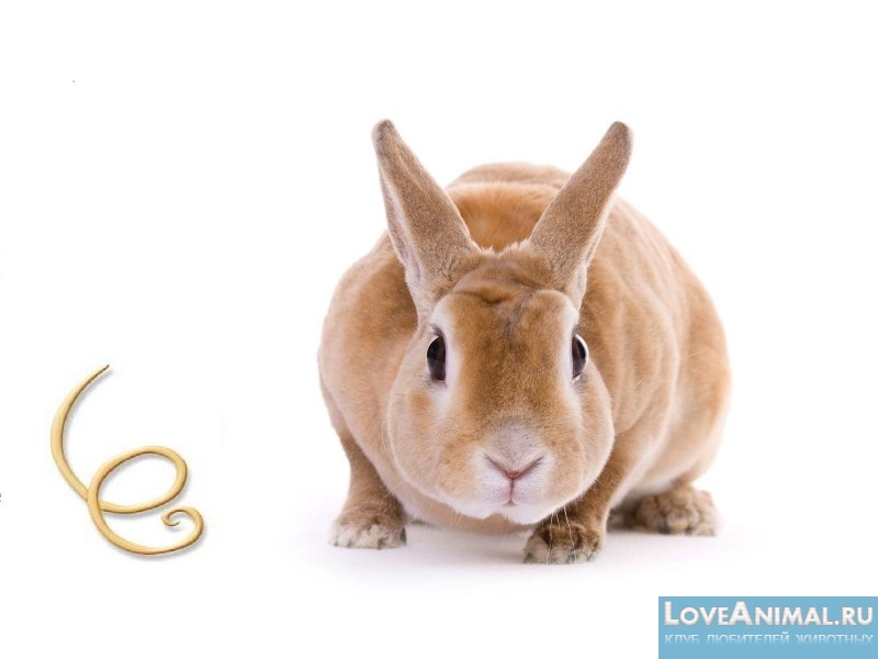 Лечение кроликов от глистов. Медицина и народные средства