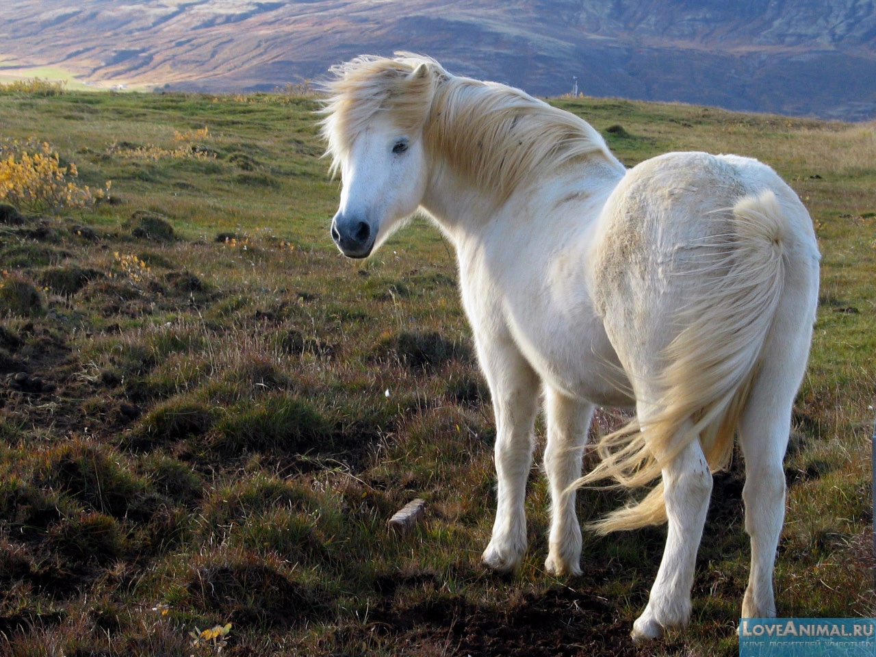 Исландский пони. Описание с фото и видео