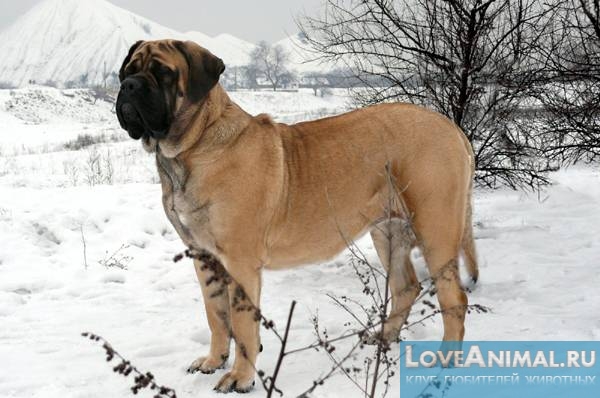 Самые большие собаки в мире. Описание с фото