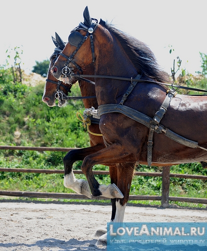 Гельдерлендская лошадь. Описание с фото