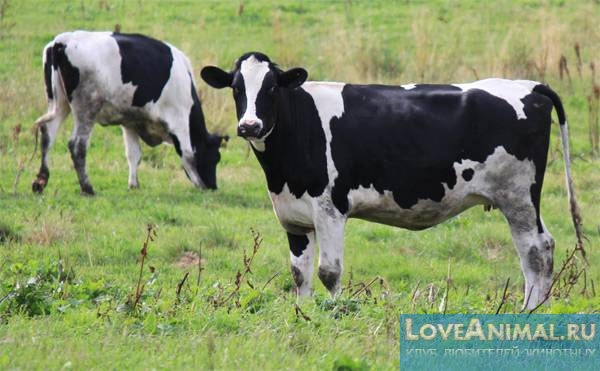 Самые молочные породы коров. Описание с фото