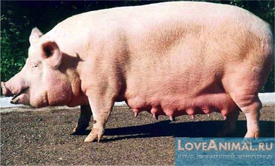 Самые популярные домашние породы свиней. Описание с фото
