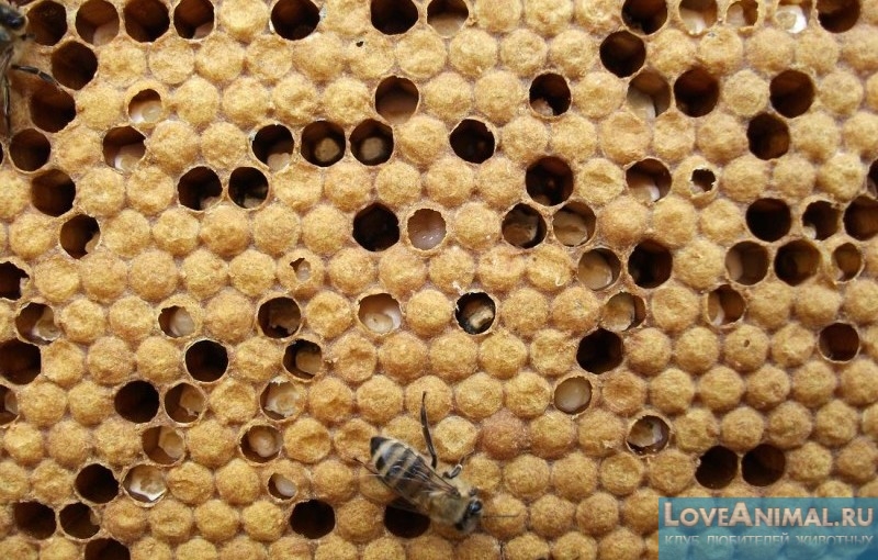 Аскосфероз у пчел. Симптомы и методы лечения. Фото и видео