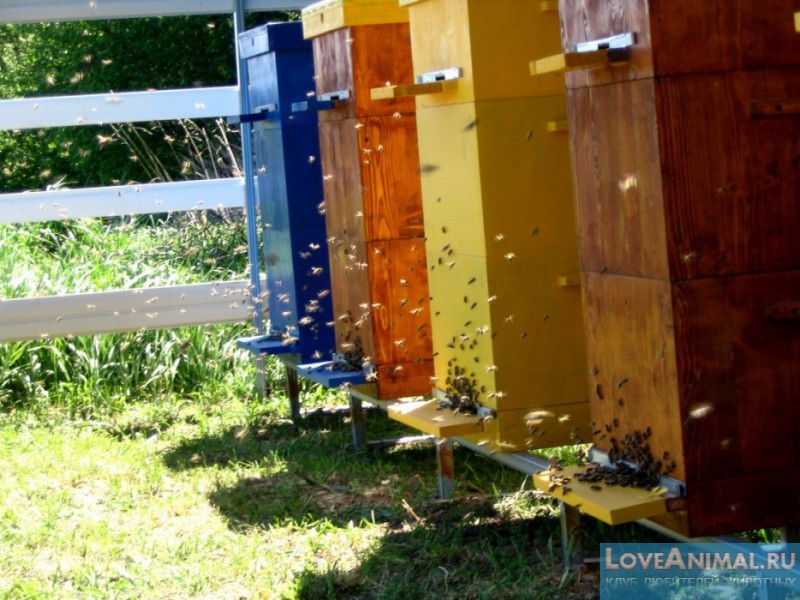 Многокорпусное содержание пчел. Описание с фото и видео