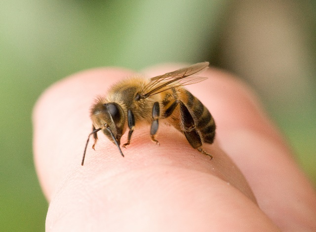 Апитерапия или лечение пчёлами. Описание, схемы ужаливаний. Отзывы и рекомендации