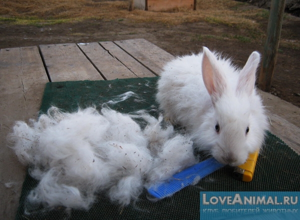 Кожные заболевания у кроликов. Симптомы и лечение с фото и видео