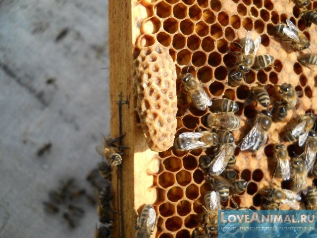 Современные технологии в пчеловодстве. Новые разработки с фото и видео