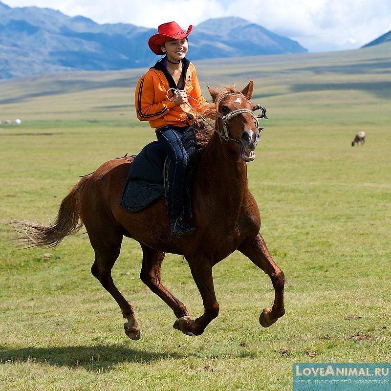 Казахская лошадь. Описание с фото и видео