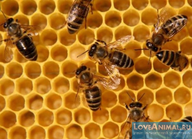 Акарапидоз у пчёл. Симптомы и лечение. Инструкция с фото и видео
