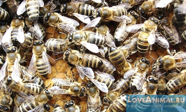 Карпатка или Карника. Выбираем породу пчёл. Отзывы, фото и видео