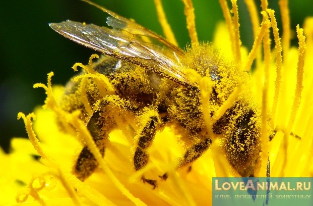 Польза пчёл в природе. Процесс опыления растений пчелами