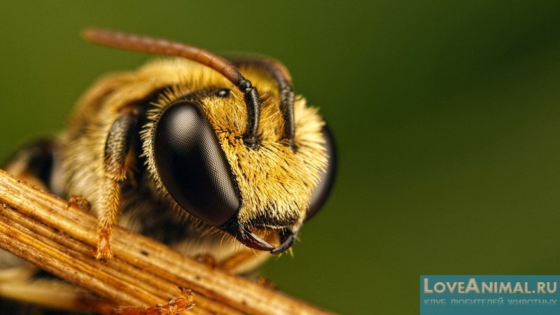 В чем отличия ос и пчел. Описание с фото и видео