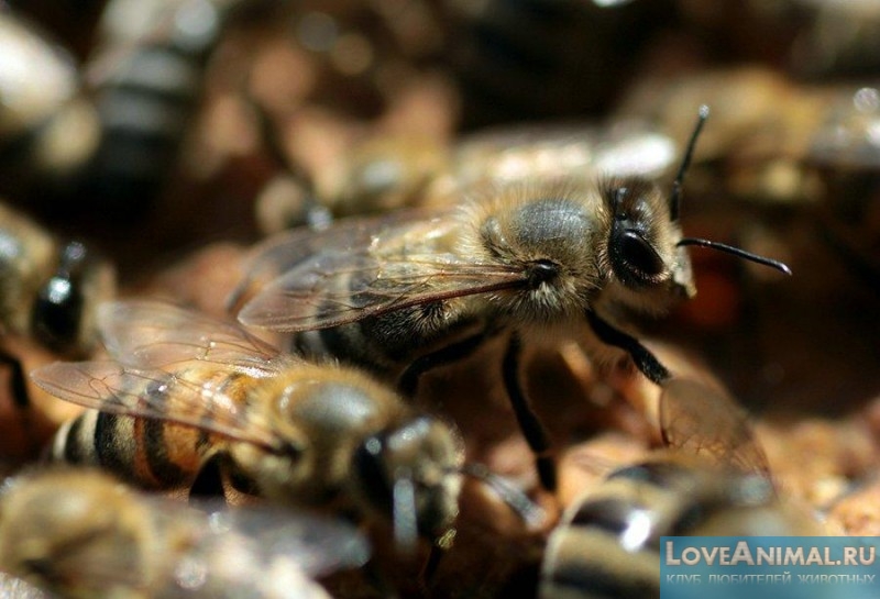 Продолжительность жизни у пчел и интересные факты о них