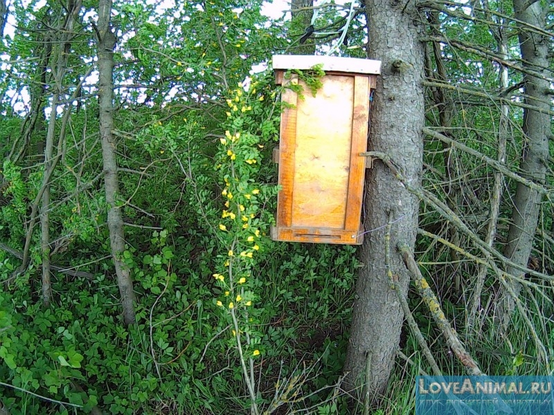 Ловушки для ловли роя пчёл. Их применение и различие с фото и видео
