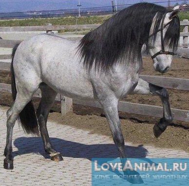 Испано-арабская лошадь. Описание с фото