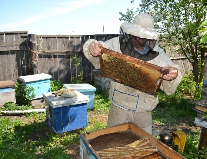 Правильный вывод пчелиных маток для начинающих. Подробно с фото и видео