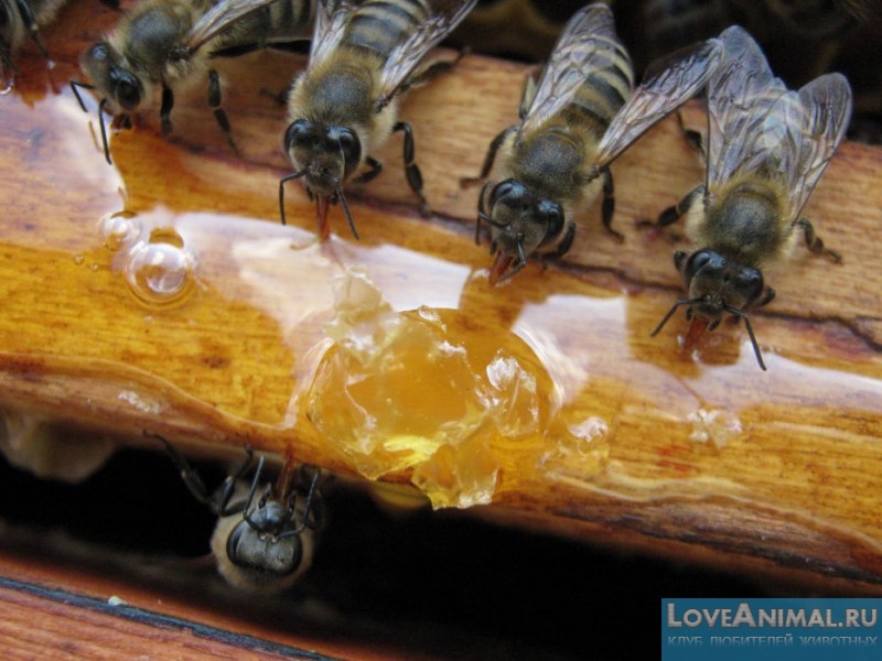 Всё о зимней подкормке пчёл. Правила, особенности и секреты. Видео, фото
