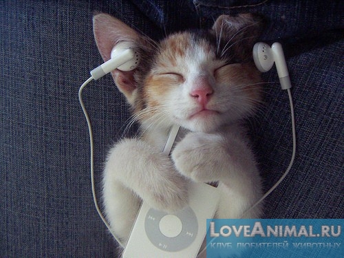 Проверка слуха котенка