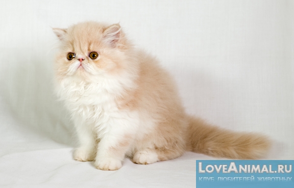 Персидский котенок. Умная покупка, описание с фото и видео