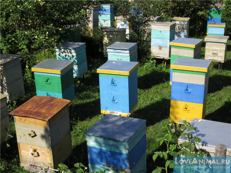 Двухкорпусные ульи - все аспекты содержания пчел. Видео и фото