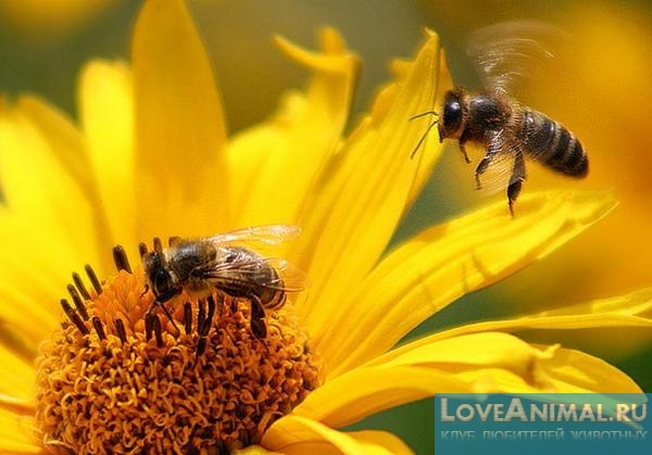Как пчёлы делают мед - разбираемся с фото и видео