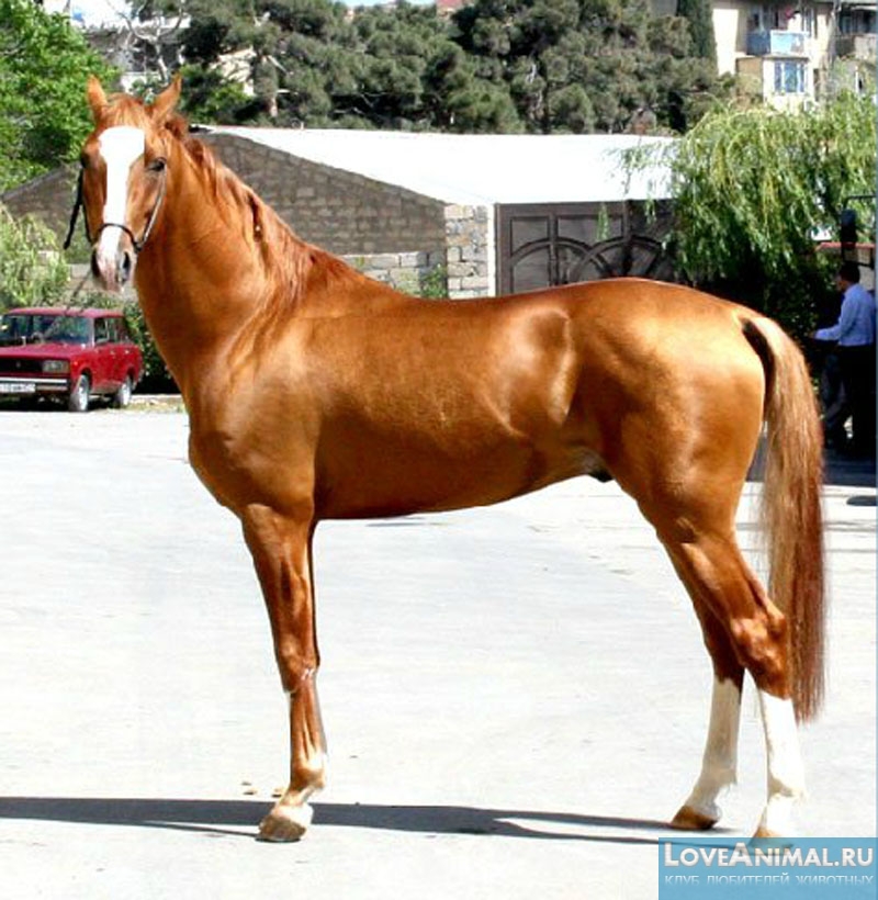 Карабахская лошадь. Описание с фото и видео
