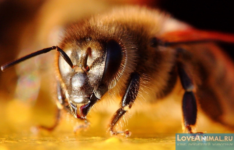 Пчёлы убийца - миф или реальность? Разбираемся в вопросе