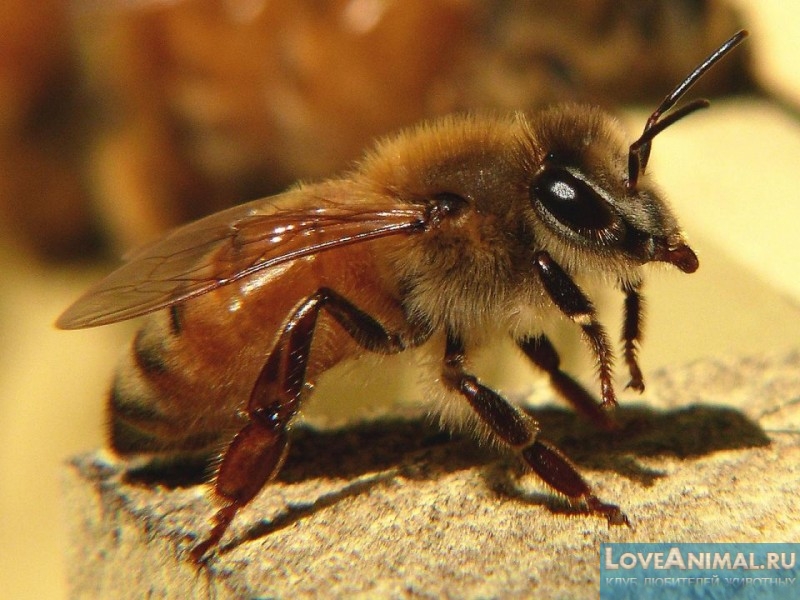 Всё о медоносных пчелах с фото и видео. Реферат